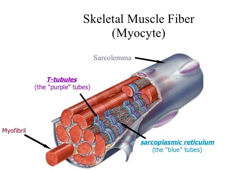 Each myocyte contains many myofibril s.