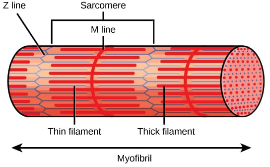 Sarcomeres attached end-to-end to become myofibrils.