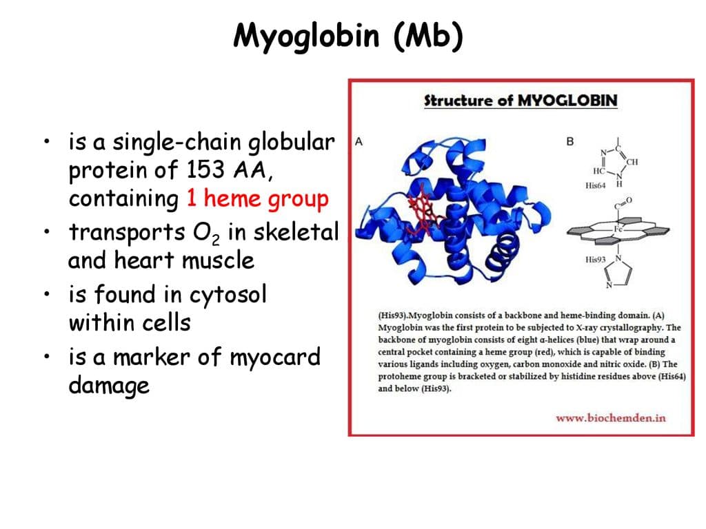 Myoglobin contains one heme group.