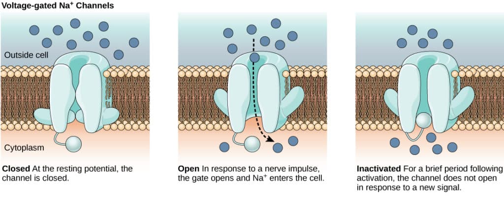 Na Channel: Depolarization occurs when Na + ions flow in.