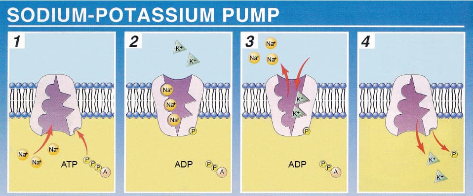 Na K Pump: The Na + / K + Pump moves Na + and K + in the following amounts and directions 3 Na + out of the cell 2 K + into the ce…