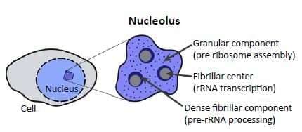 The nucleolus makes ribosomes.