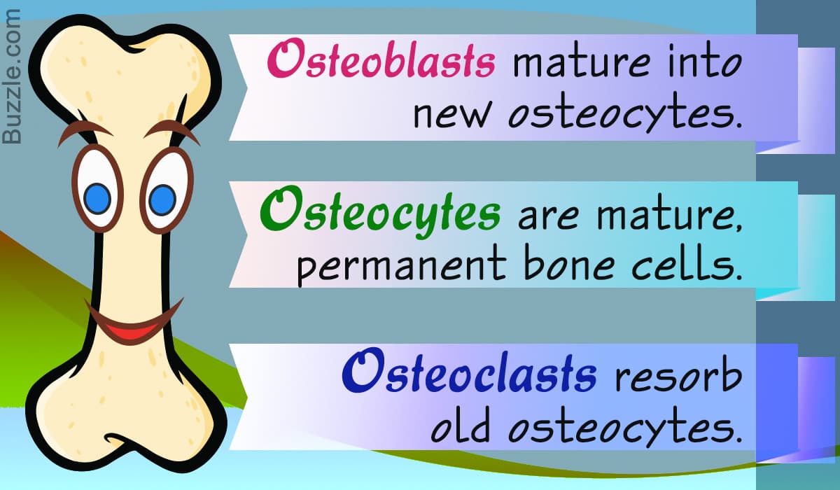 Osteoblasts build bone. Osteoclasts resorb bone.