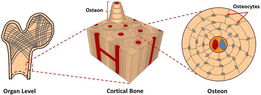 Osteon is the chief structural unit of compact (cortical) bone.