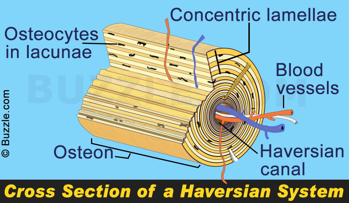 Osteon consist of concentric bone layers called lamellae.