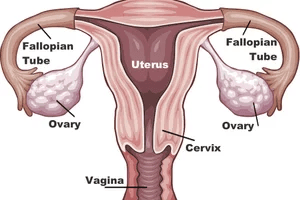 Ovary: The ovaries have follicles that produce ova.