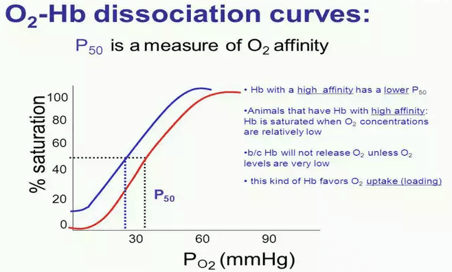 P 50 is the oxygen pressure when 50% of hemoglobin has an oxygen bound .