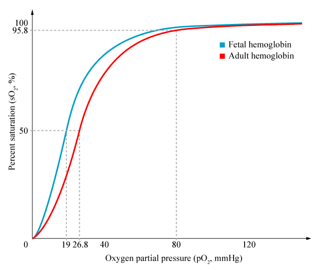Fetal hemoglobin has a lower P 50 than adult because of its high affinity for oxygen.