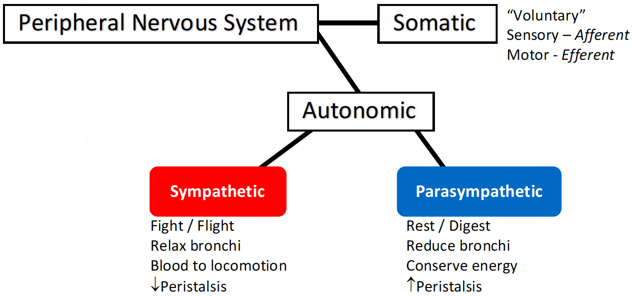 The somatic nervous system is voluntary.
