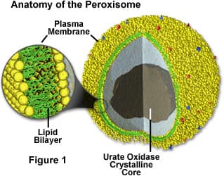 Peroxisomes break down material
