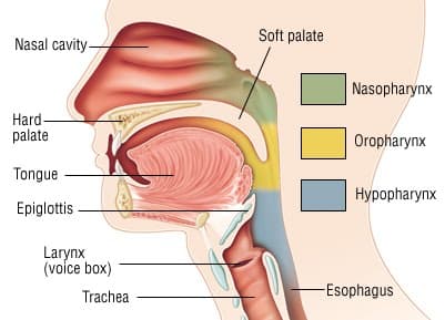 The pharynx is part of both the digestive and respiratory systems and it is called the " throat . "