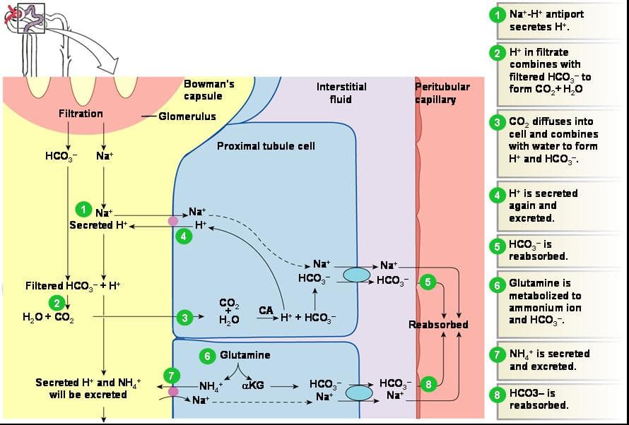 The kidney regulates pH by adjusting the levels of excreted H + and reabsorbed bicarbonate.