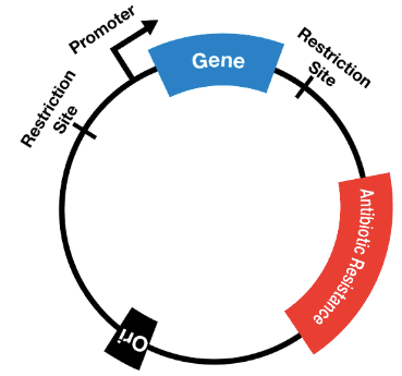 A/an plasmid is a small prokaryotic DNA molecule separate from chromosomal DNA.