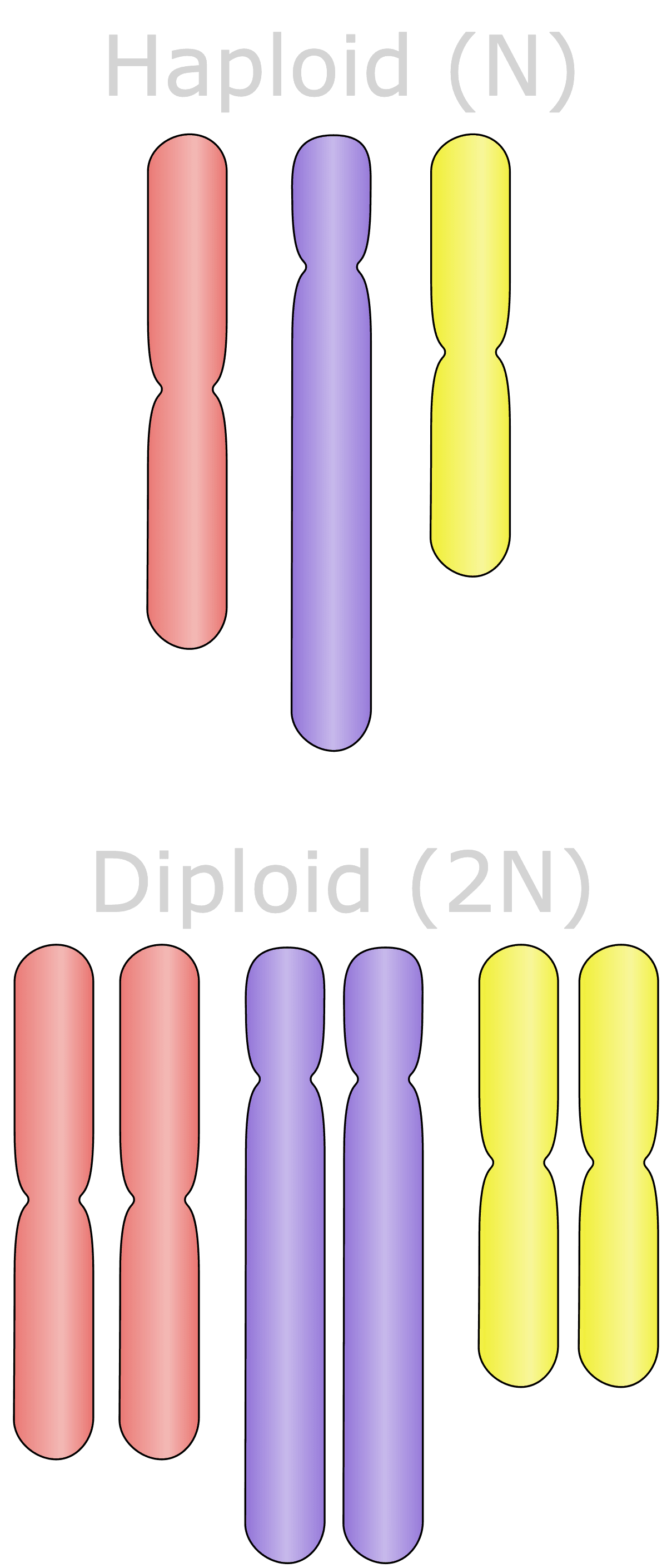 The number of complete sets of chromosomes in a cell is referred to as the ploidy of a cell