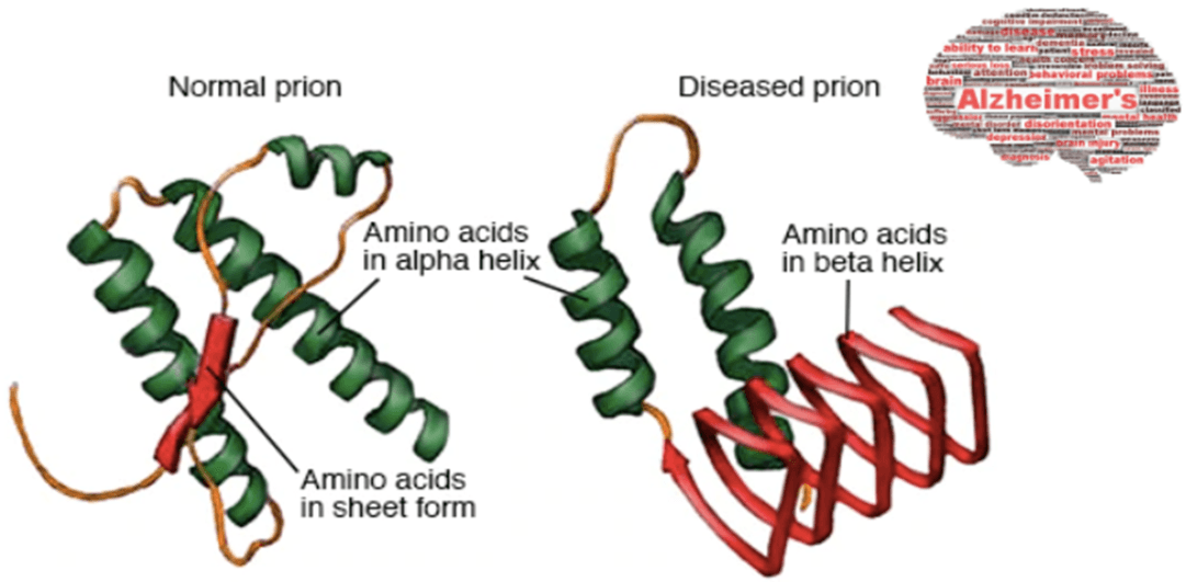 Prions are infectious proteins and can trigger misfolding