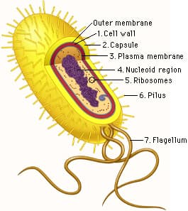 The nucleoid region is found in prokaryotes and contains DNA.