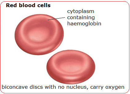 RBCs: Red blood cells are also known as erythro cytes .