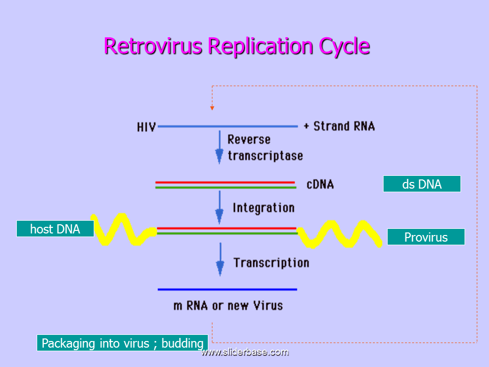 Retroviruses are single stranded RNA.