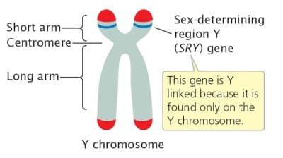 The SRY gene is responsible for initiation of male sex determination and codes for testicles.
