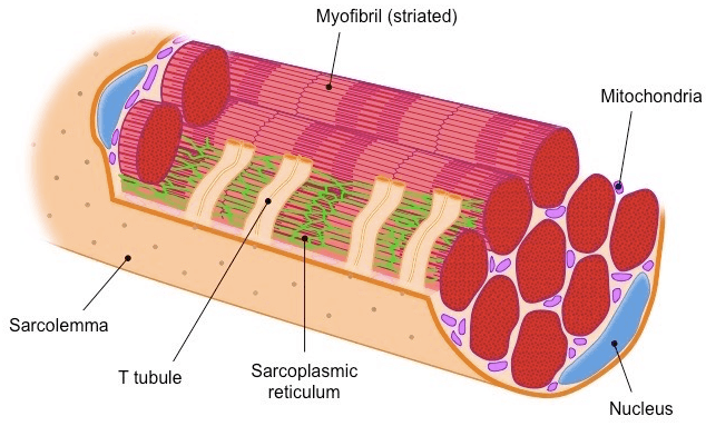 Sarcolemma: Transverse tubules (T-tubules) are extensions of the cell membrane that penetrate into the center of skeletal and cardi…