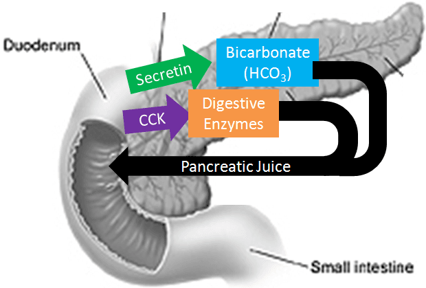 Secretin and Cholecystokinin (CCK) are hormones in the duodenum that stimulate the release of pancreatic juices and bil…