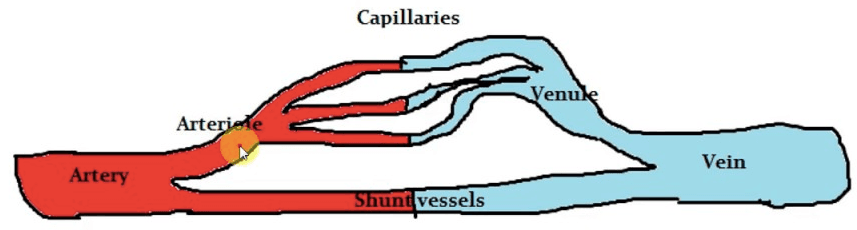 Shunts: A/an shunt is a hole or a small passage which allows fluid to move from one part of the body to another