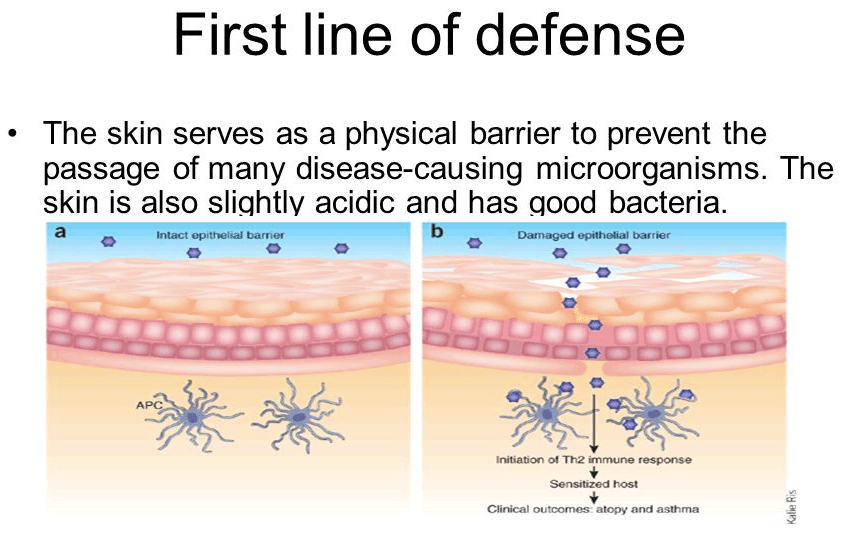 Skin is a physical barrier and secretes antimicrobial enzymes like defensins .