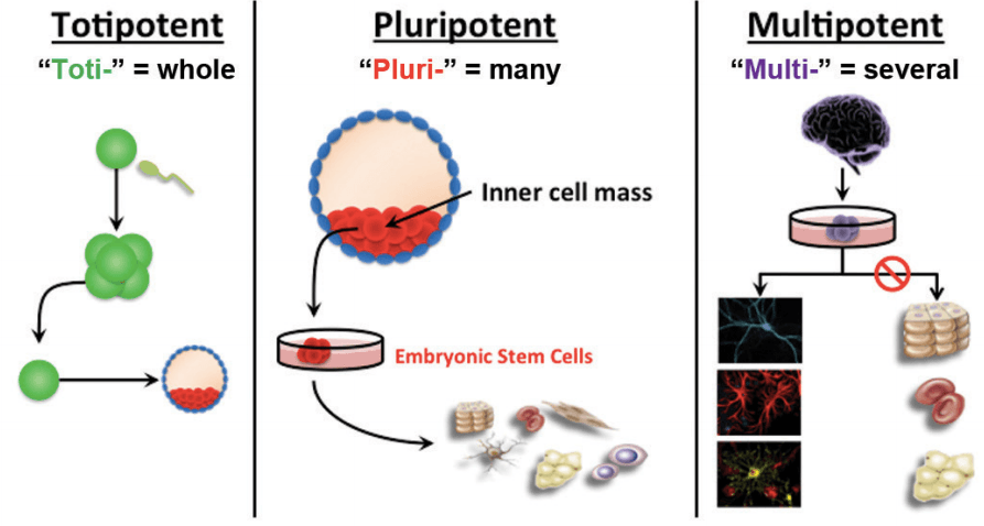 Multipotent stem cells can develop into multiple specialized cell types