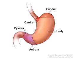 The stomach has the following four parts: Fundus Body Antrum Pylorus