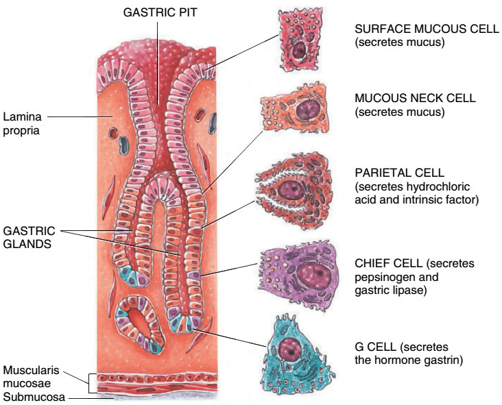 Stomach: Chief cells secrete pepsinogen and gastric lipase