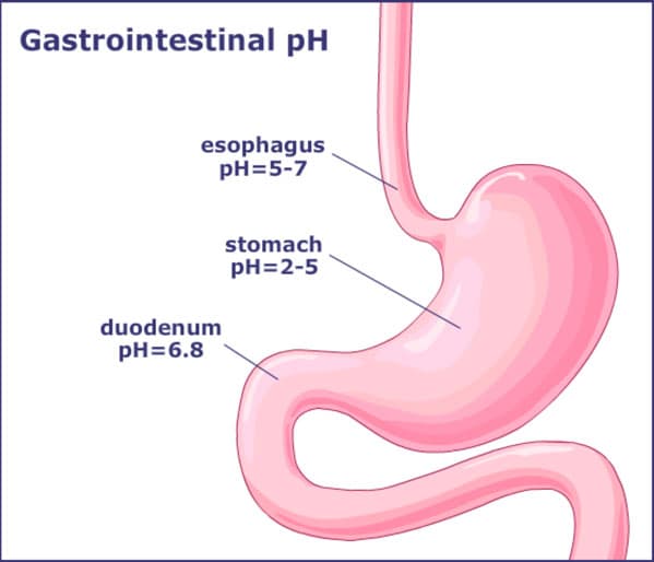 Stomach pH: The stomach has a pH of about 2
