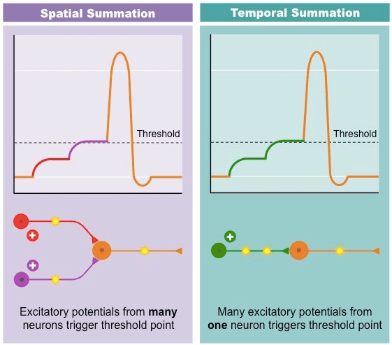 Summations: When one presynaptic neuron(s) releases multiple neurotransmitters over a period of time and trigger an action potentia…