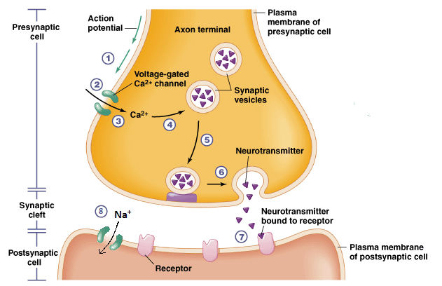 At a chemical synapse, an action potential triggers the presynaptic neuron to release neurotransmitters