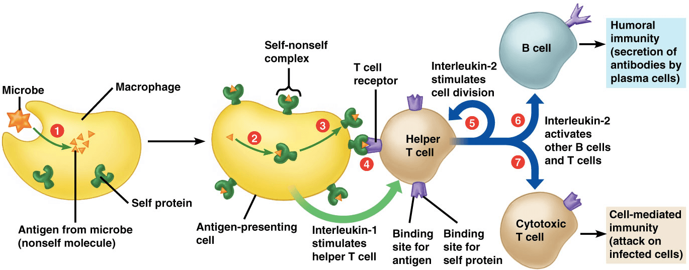 T Cells: T-lymphocytes (t-cells) are a type of white blood cell that circulates around our bodies , scanning for cellular abnorm…
