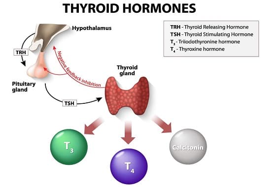 T4 and T3: T 4 is a precursor to T 3 .