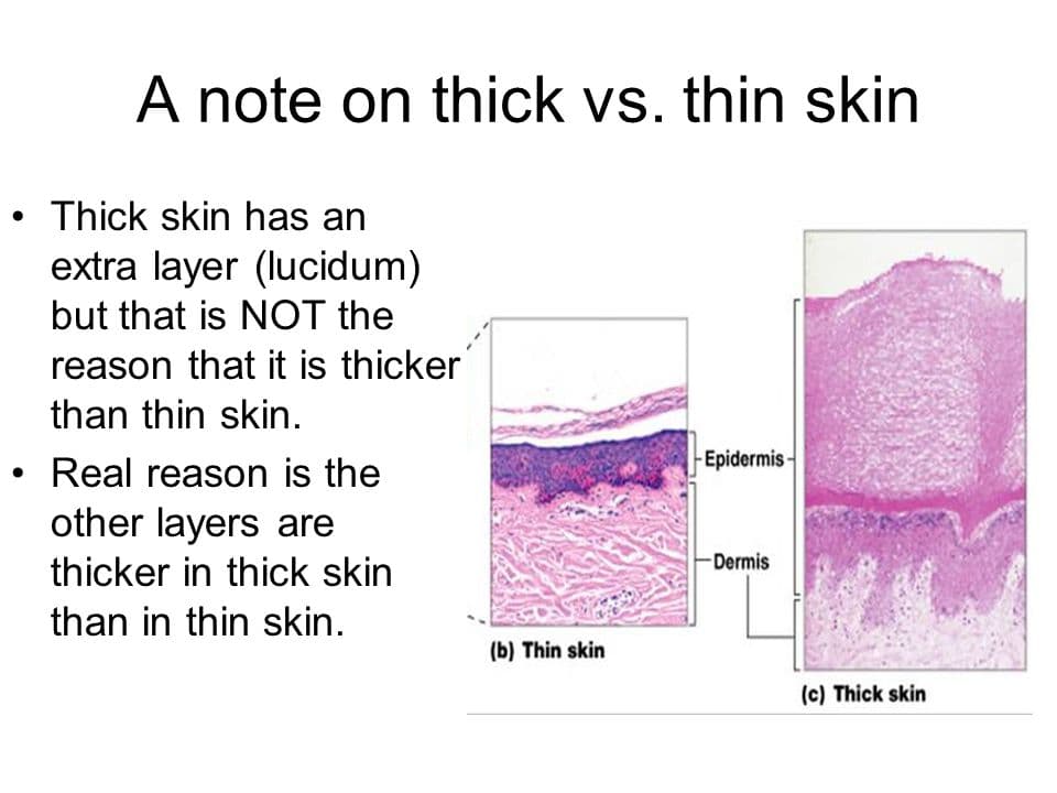 Thick Skin: Most of the skin can be classified as thin skin.