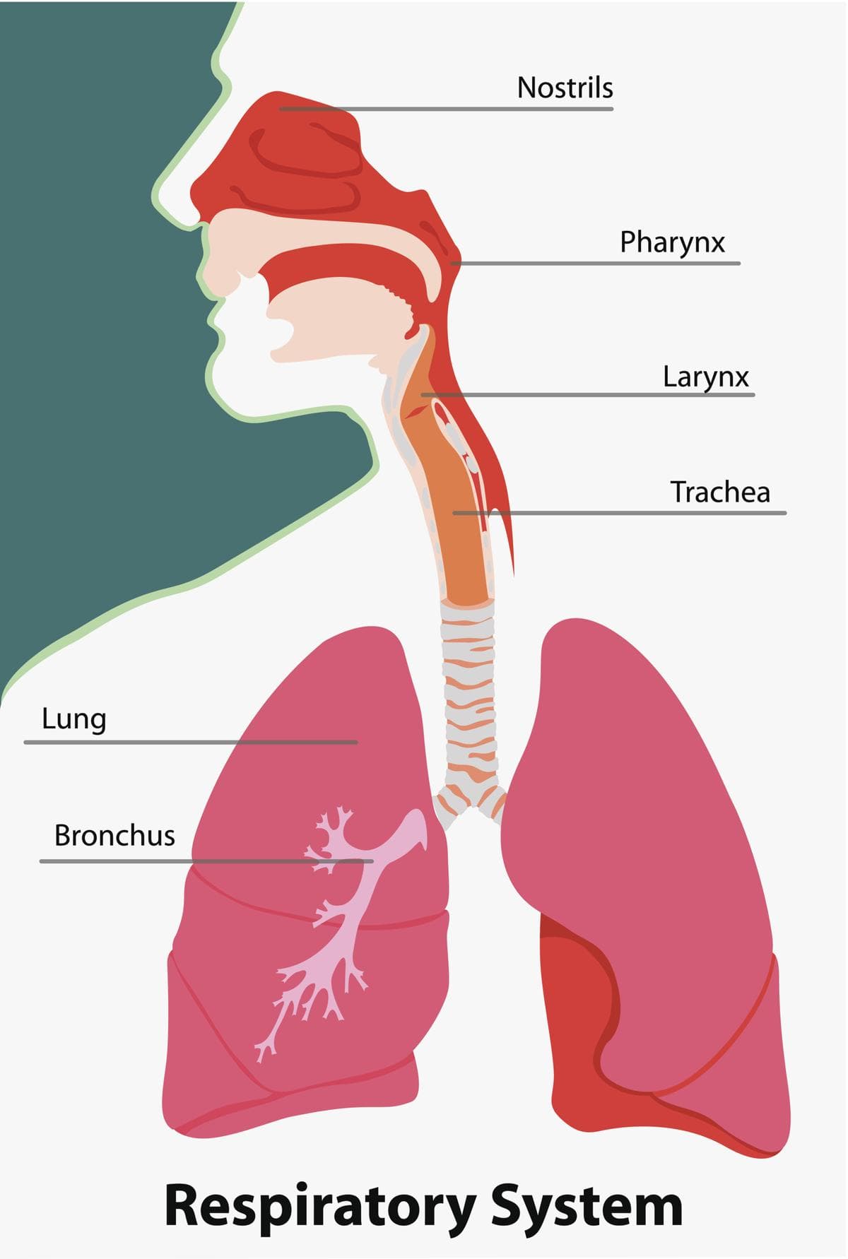The trachea is a hollow tube that connects the larynx to the bronchi of the lungs. It is also called the windpipe .