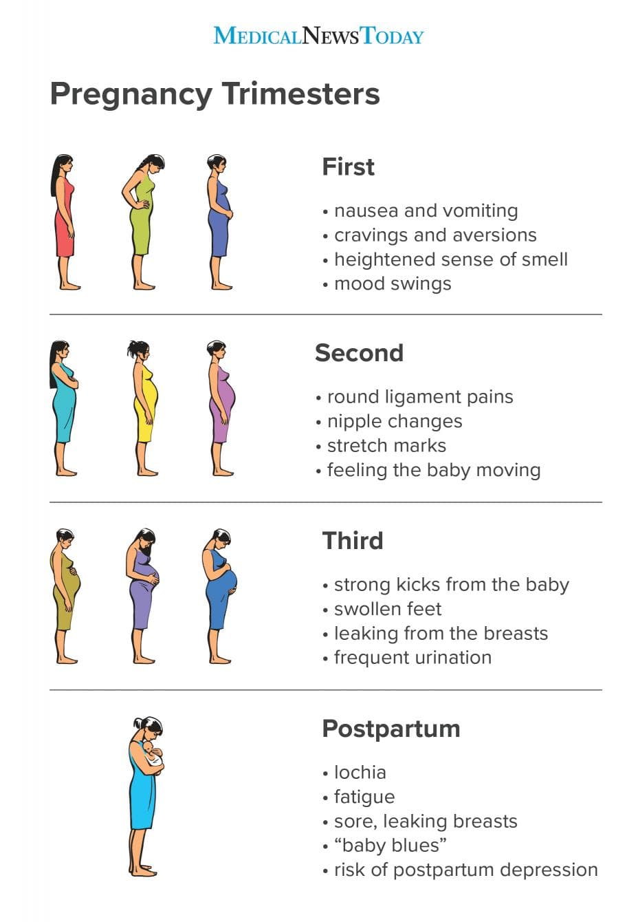 A pregnancy is divided into the following trimesters: First trimester is from week 1 to the end of week 12 Second trime…