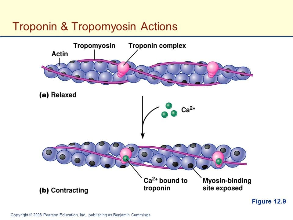 Troponin is attached to the protein tropomyosin and the two regulate actin-myosin interactions.