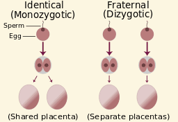 Identical twins are monozygotic