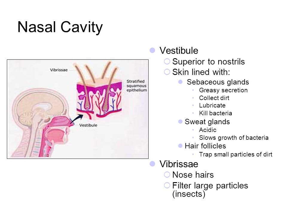 Vibrissae are nose hairs.