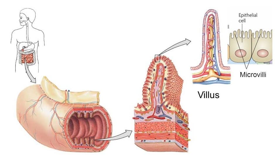 The small intestine is lined with villi, which are covered with microvilli.