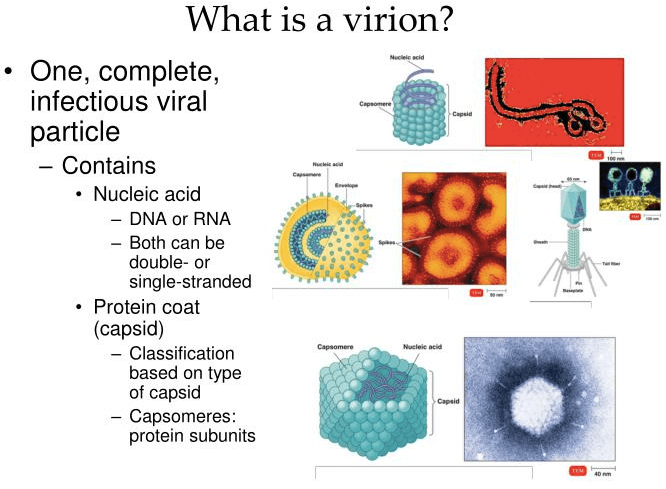 Virions are individual virus particles that are found extracellular