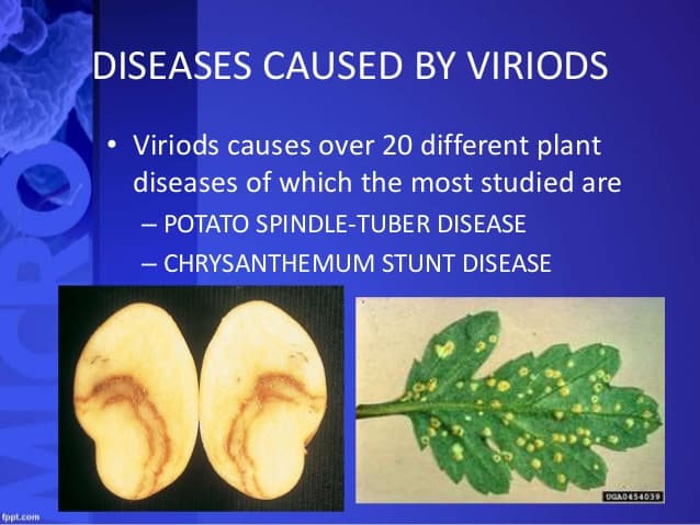 Viroids are plant pathogens