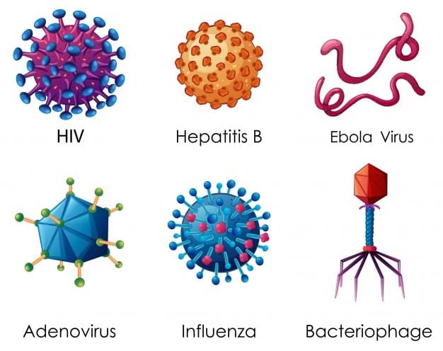 A virus is a nonliving particle containing protein and DNA or RNA that can infect a living cell