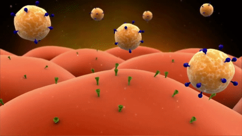 VoEZsv: Viruses infect cells by attaching to specific receptors, and can then enter the cell by fusing with the plasma membrane…