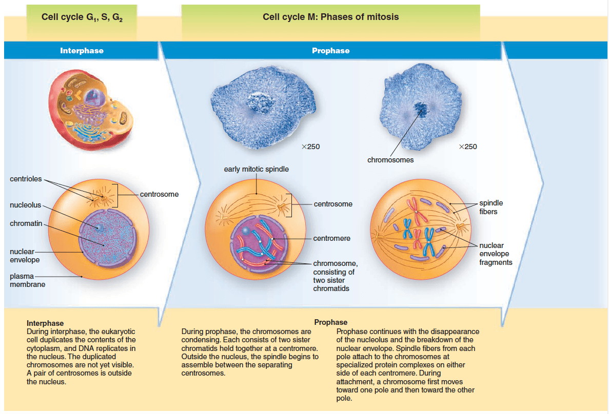 During the interphase, the DNA is uncoiled in the form of chromatin.