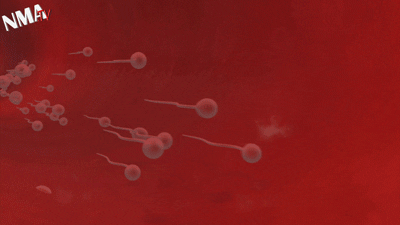 giphy: The mitochondria from the midpiece generates the energy for sperm swimming through the female reproductive tract to rea…