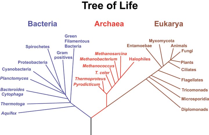 graphics8: The kingdoms of Protista, Fungi, Plantae, and Animalia are in the domain Eukarya.