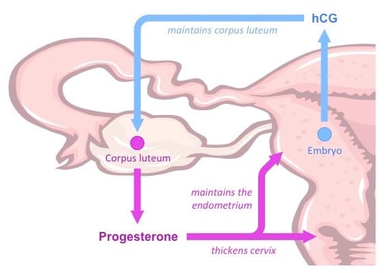 hcg med: Near the end of the first trimester, hCG levels drop as the placenta takes over progesterone production.